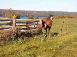 Autumn horse  Click for larger image