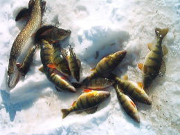 Ice Fishing Catch  Click for Larger Image