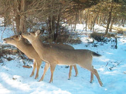 Winter Fawns  Click for Larger Image