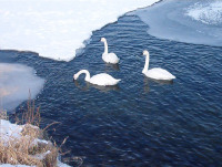 Swans and Ice  Click for larger image